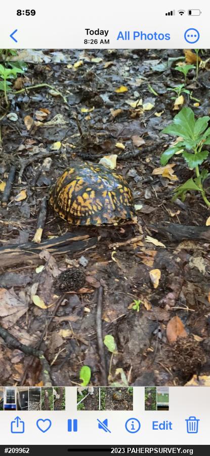 Eastern Box Turtle
