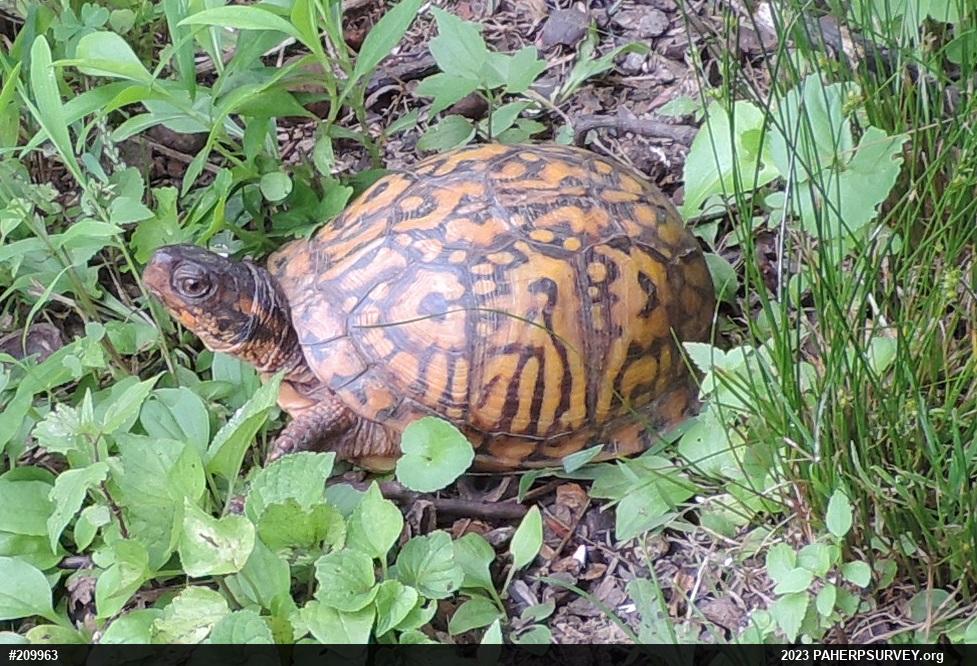 Eastern Box Turtle