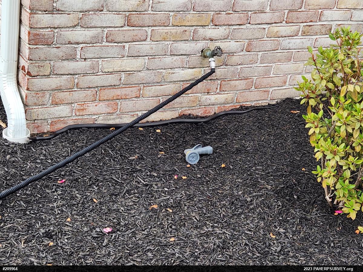 Northern Black Racer