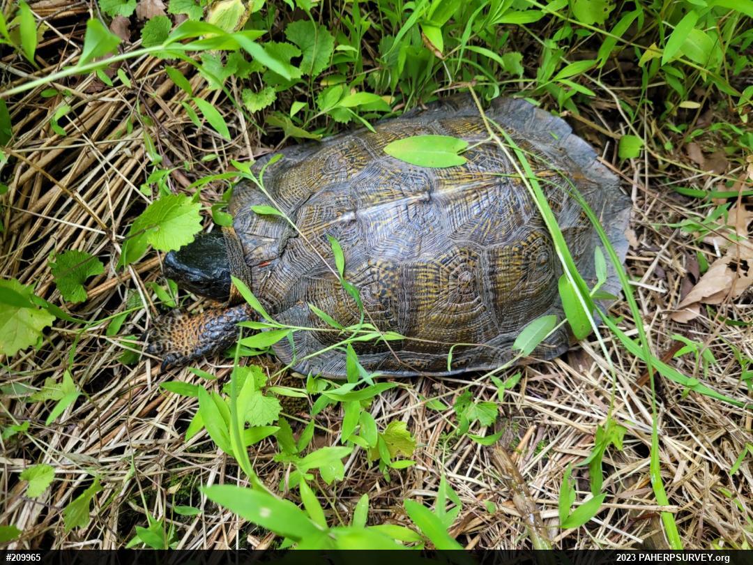 Wood Turtle