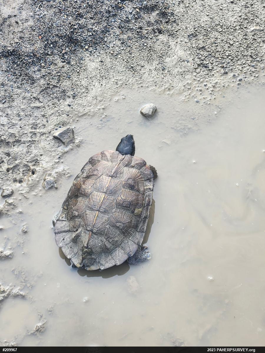 Wood Turtle