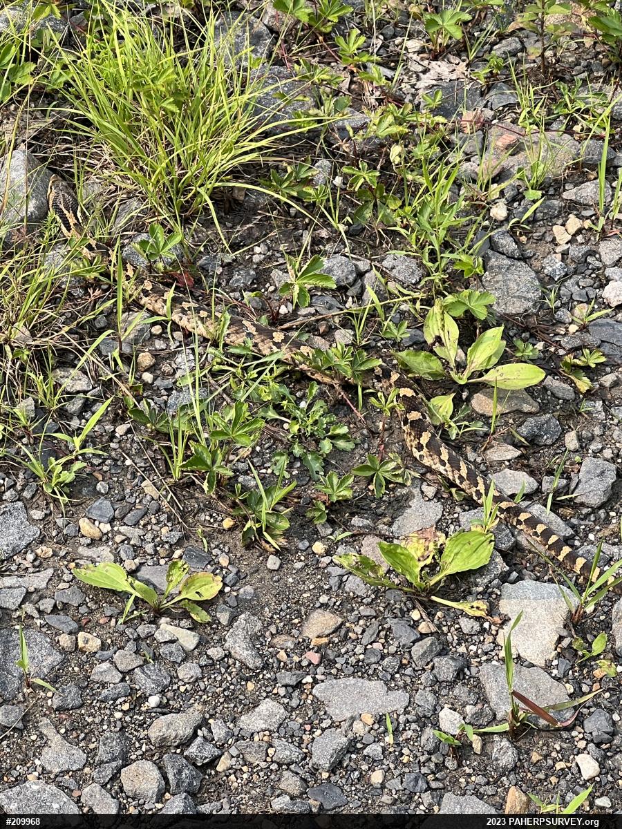 Eastern Hog-nosed Snake