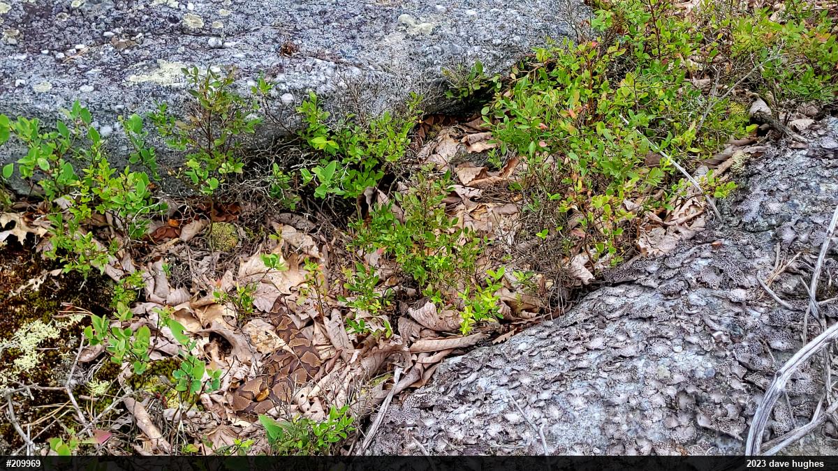 Northern Copperhead