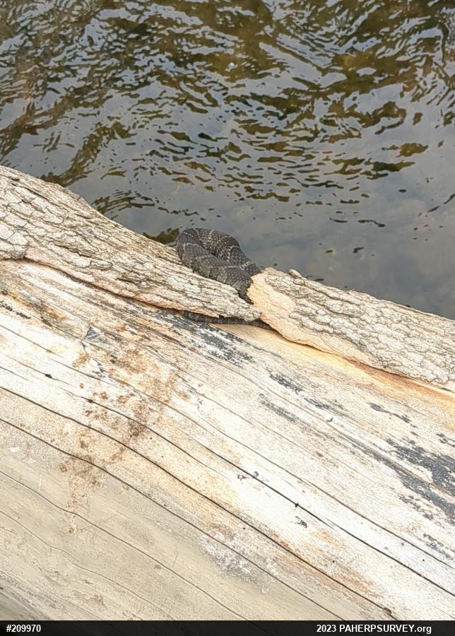 Northern Watersnake