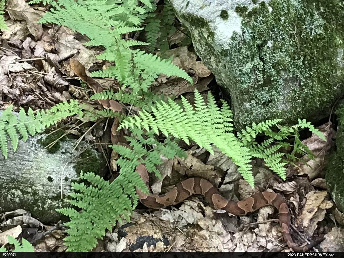 Northern Copperhead