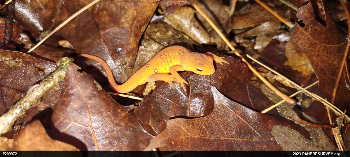 Red-spotted Newt