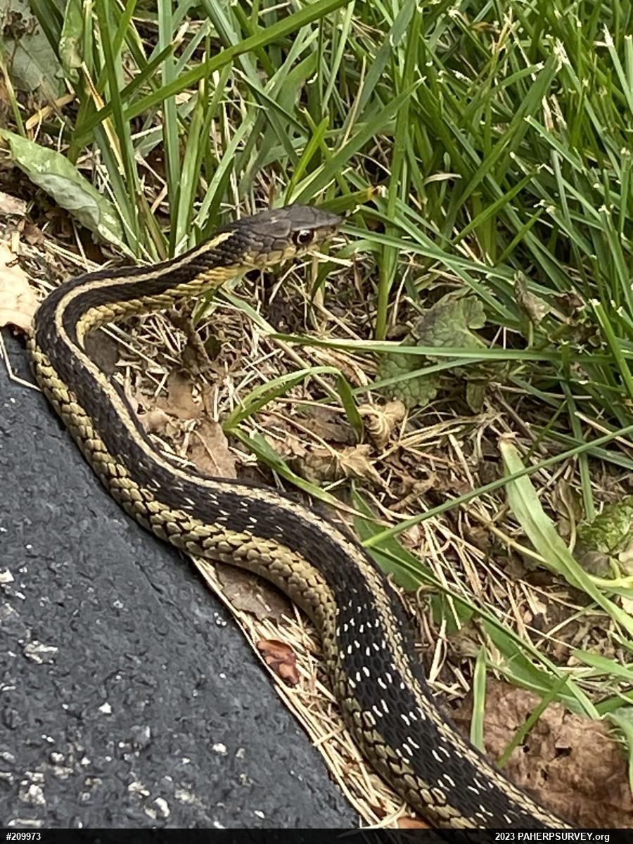 Eastern Gartersnake