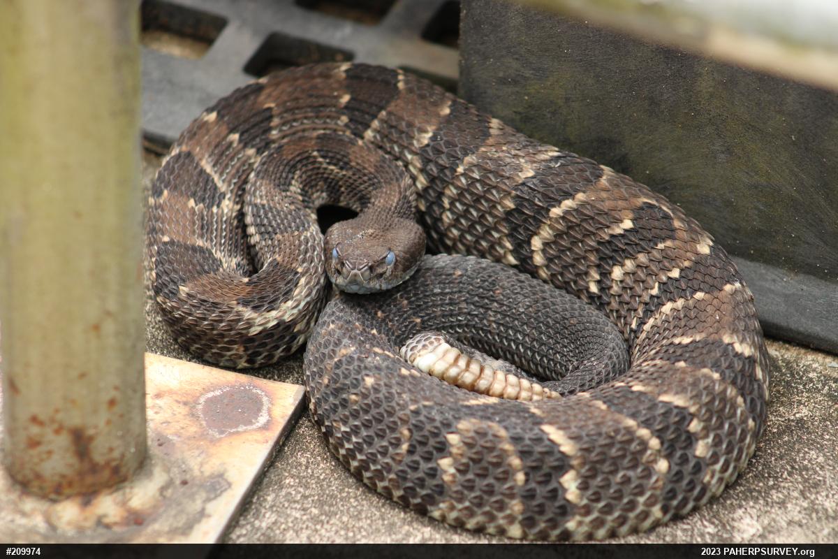 Timber Rattlesnake