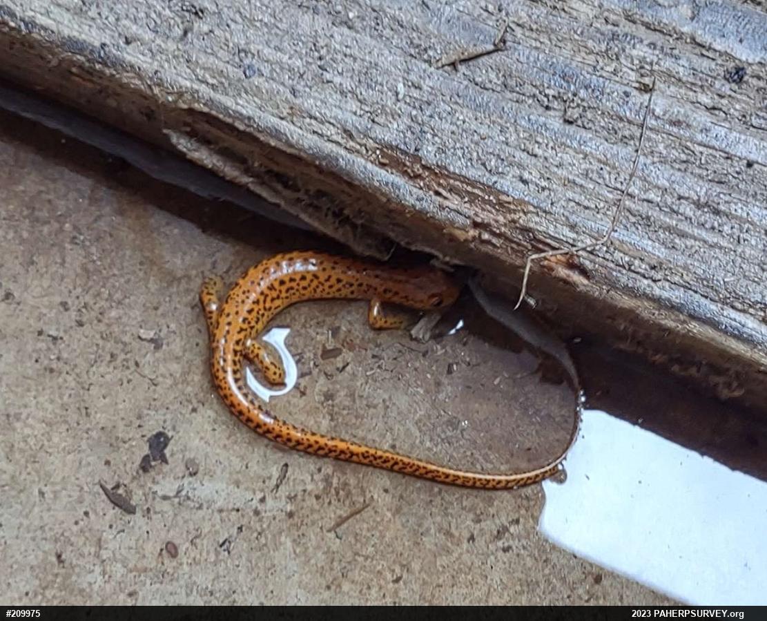 Eastern Long-tailed Salamander