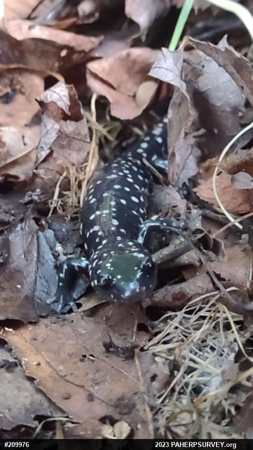 Northern Slimy Salamander