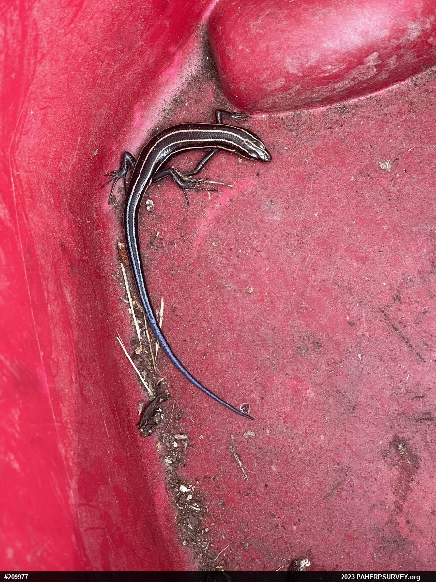 Common Five-lined Skink