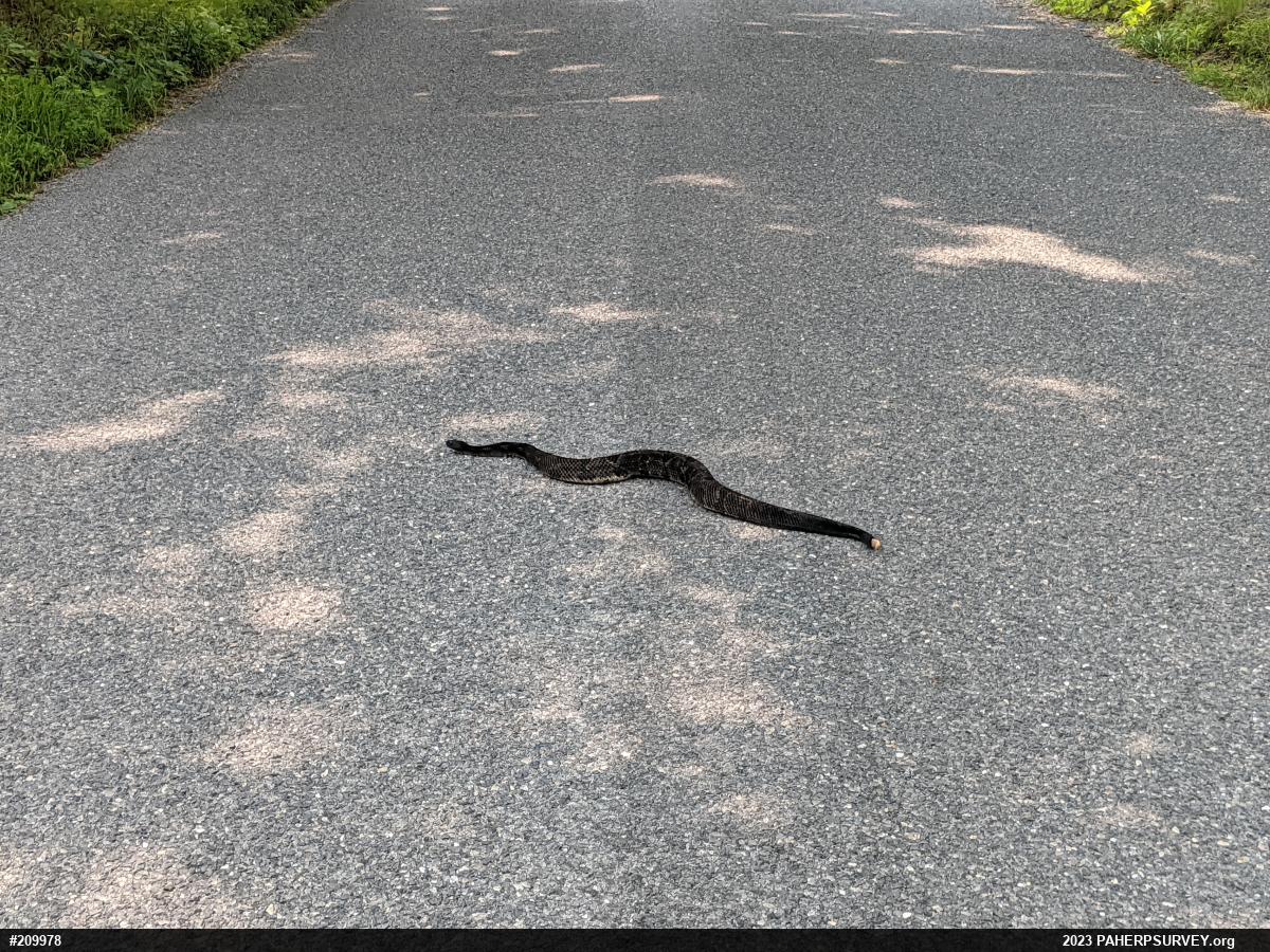 Timber Rattlesnake