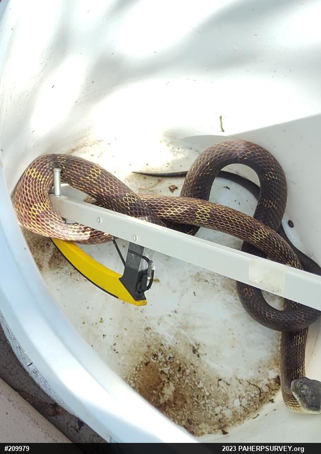 Eastern Ratsnake