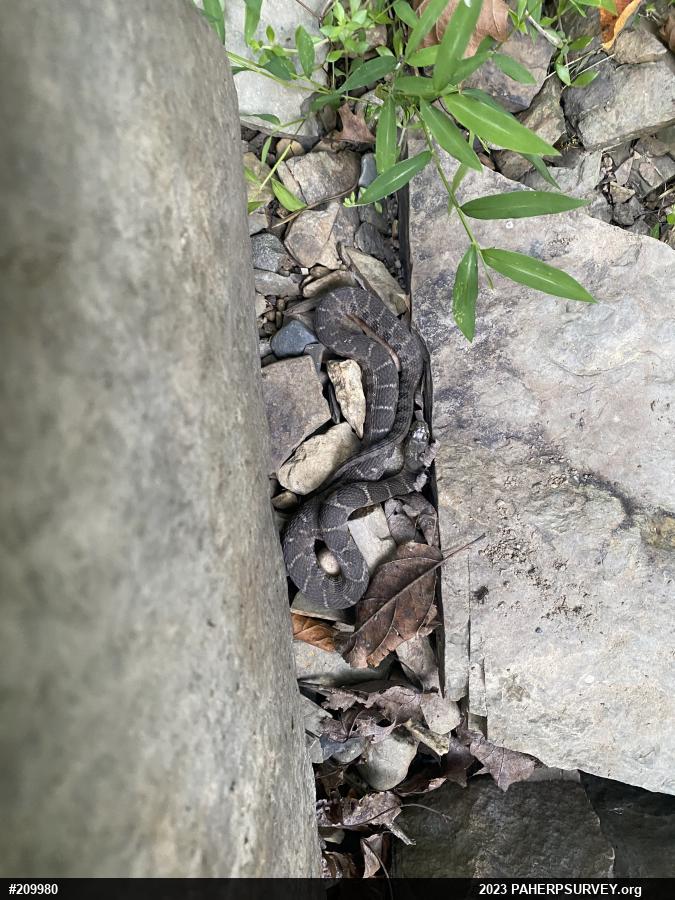 Northern Watersnake