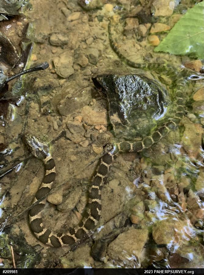Northern Watersnake