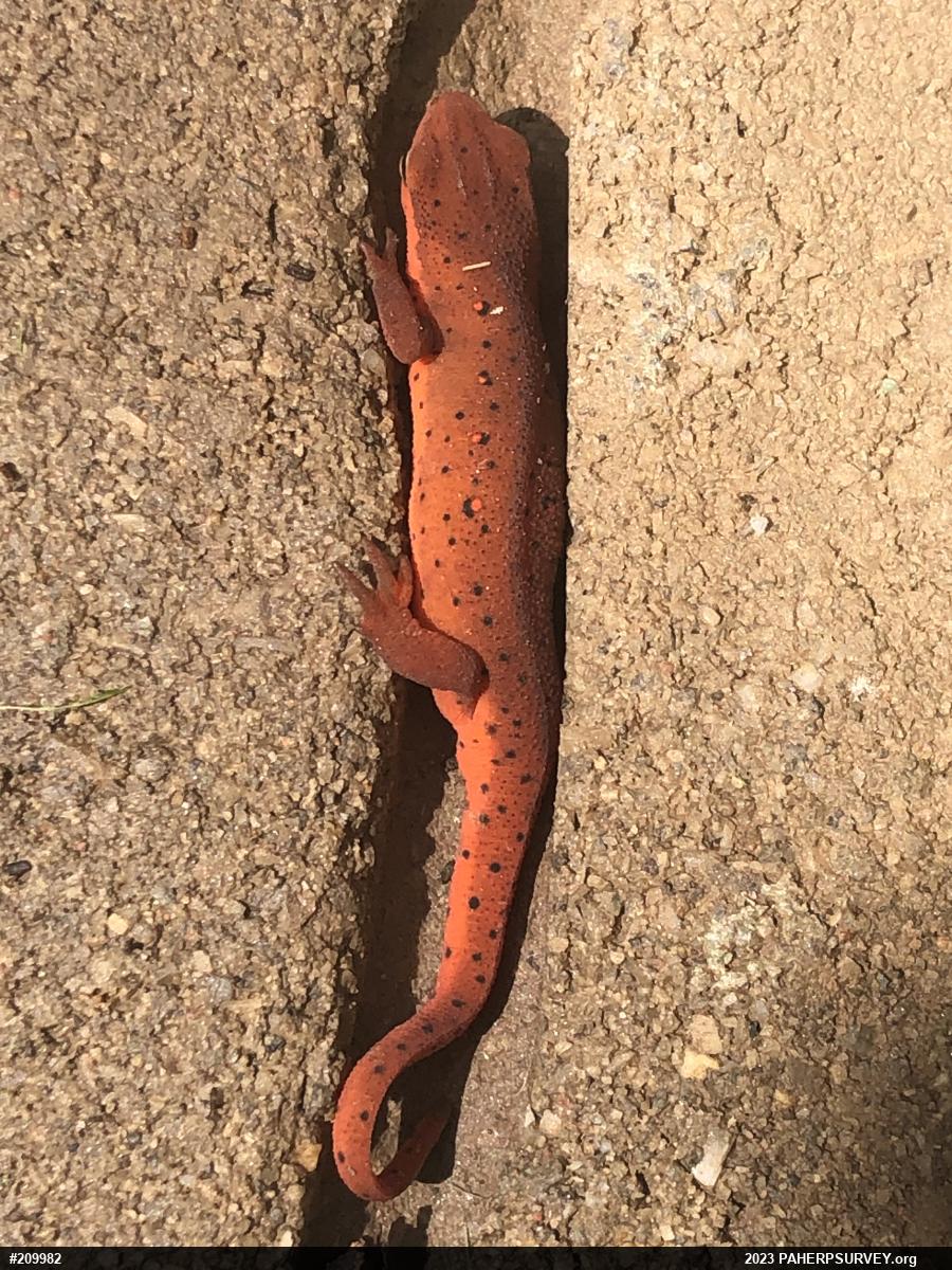 Red-spotted Newt