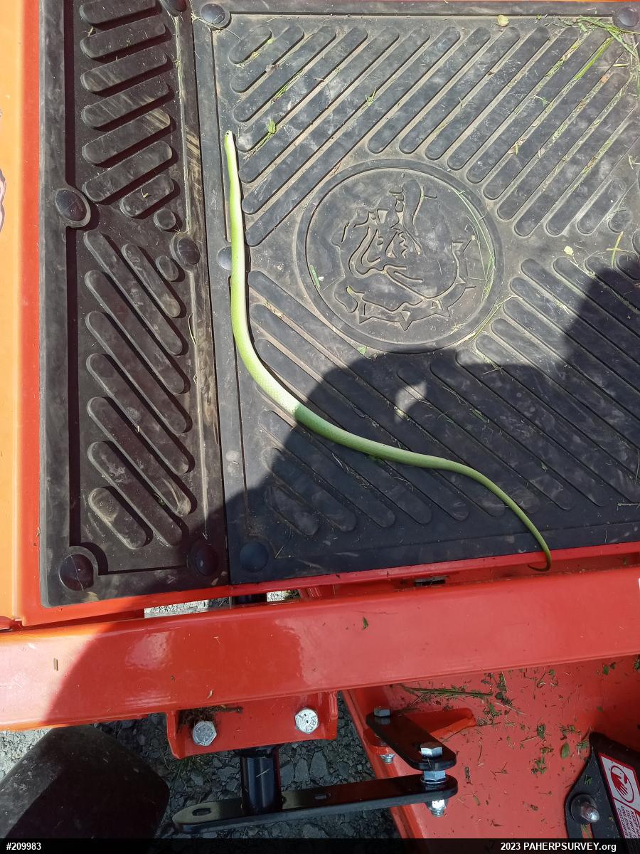 Smooth Greensnake