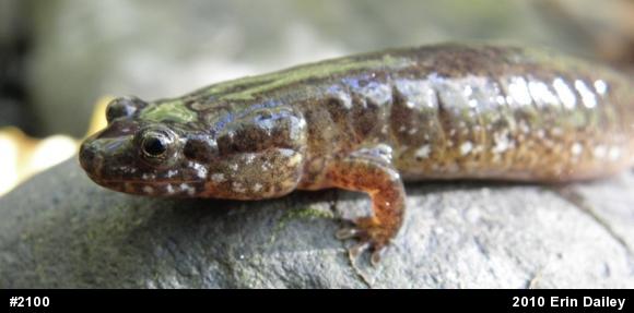 Northern Dusky Salamander