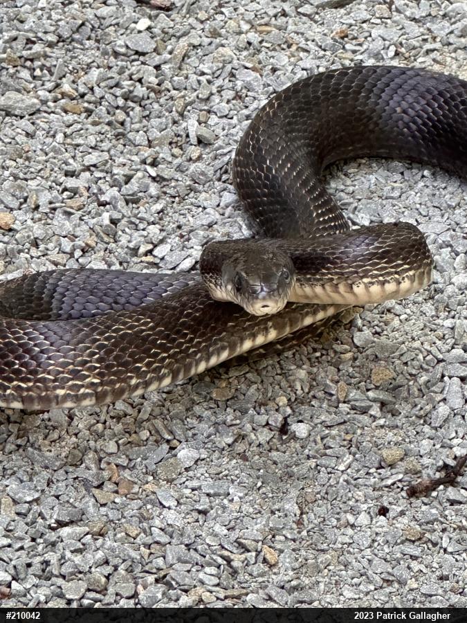 Eastern Ratsnake