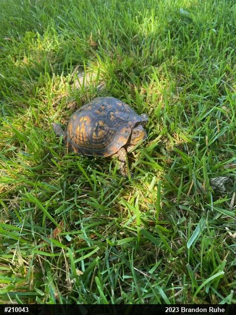 Eastern Box Turtle