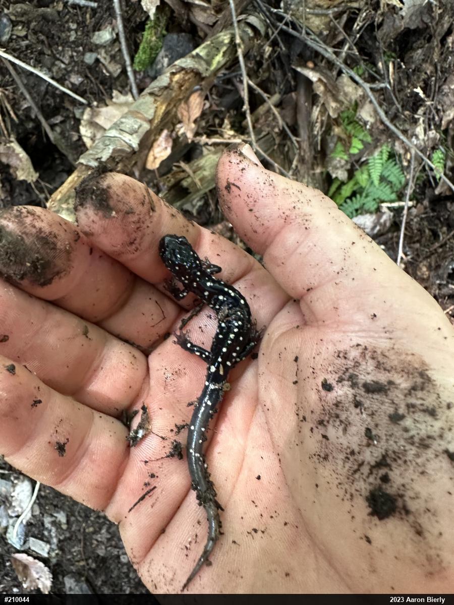 Northern Slimy Salamander