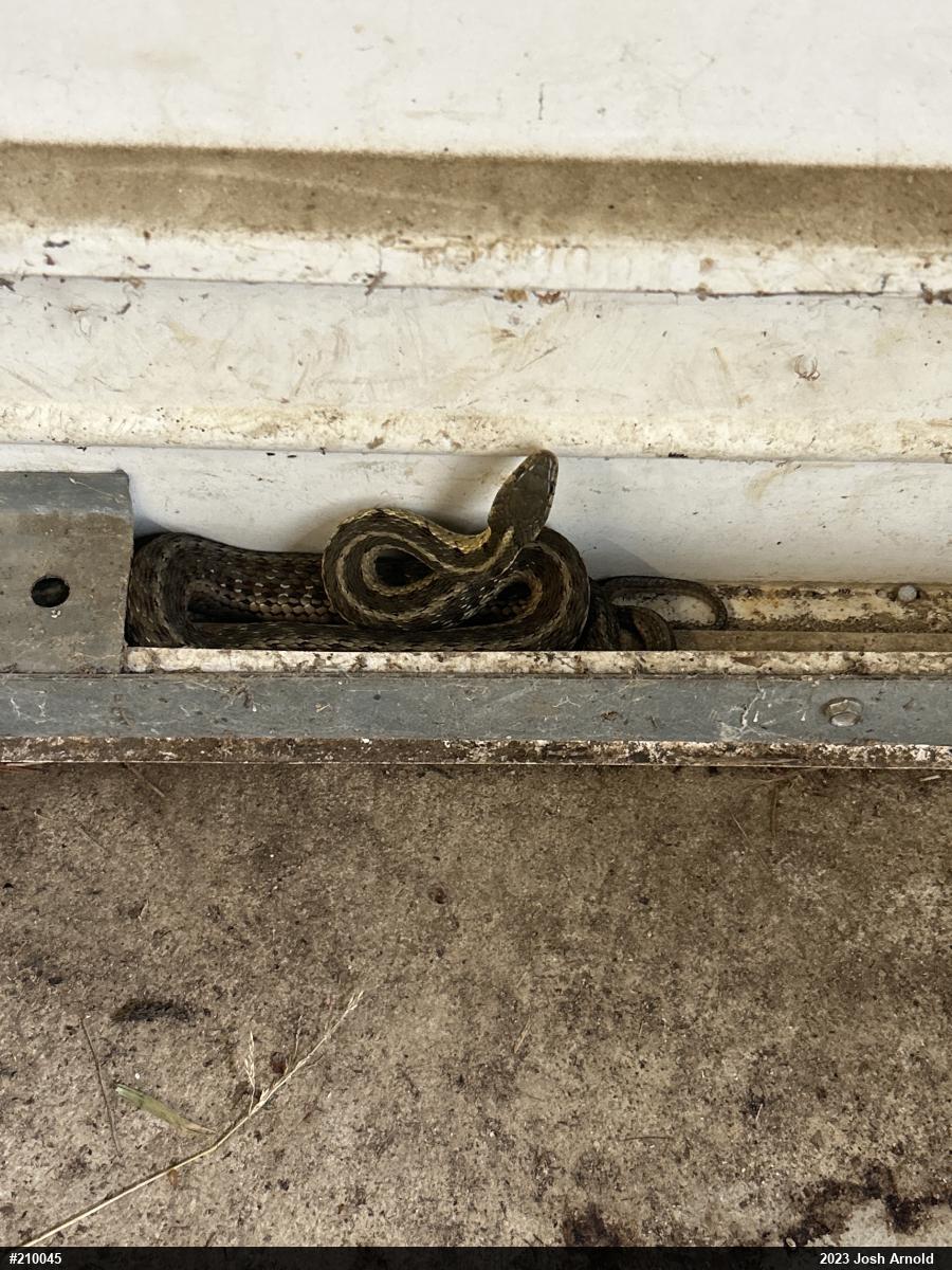 Eastern Gartersnake