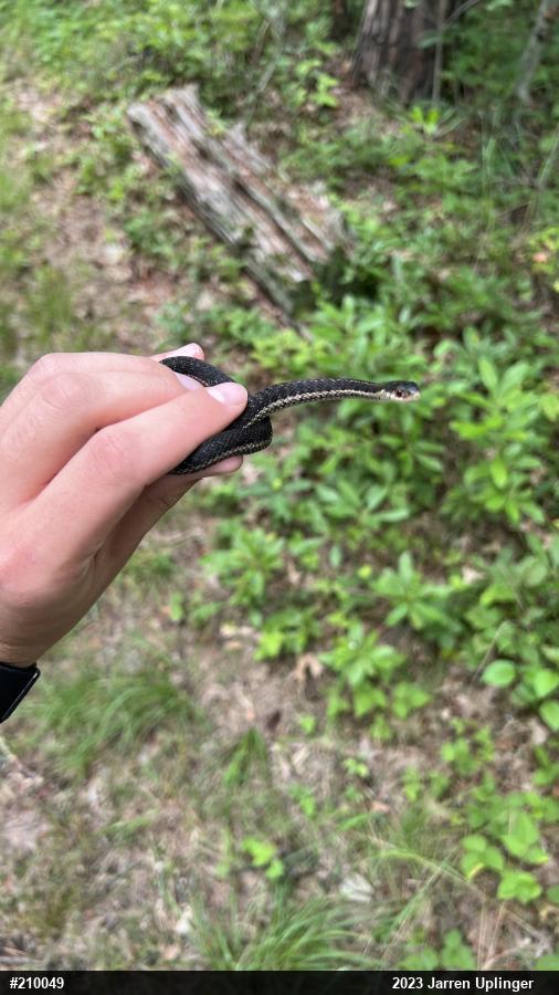 Eastern Gartersnake