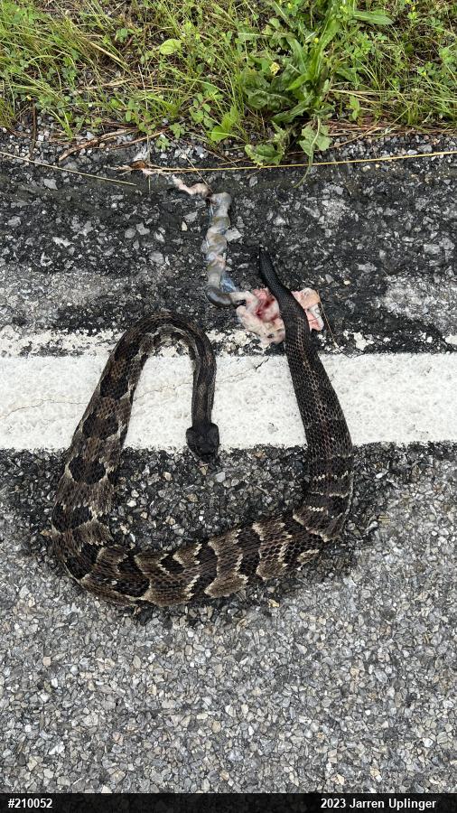 Timber Rattlesnake