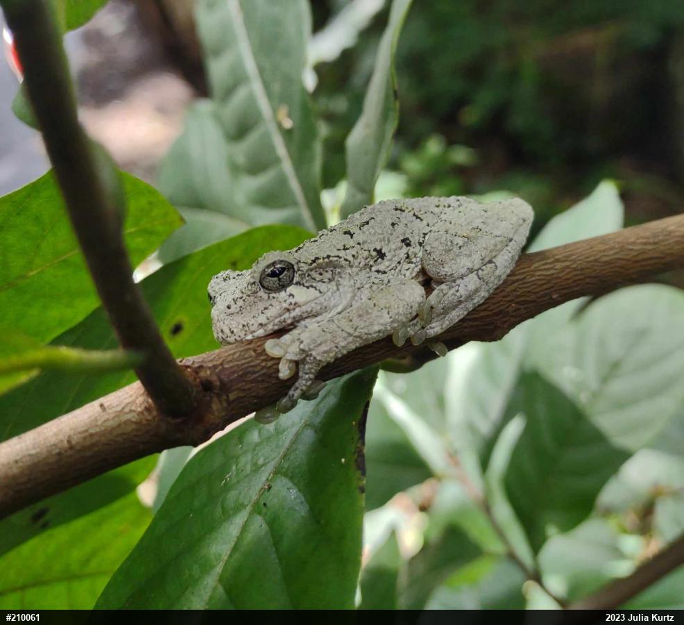 Unknown Gray Treefrog
