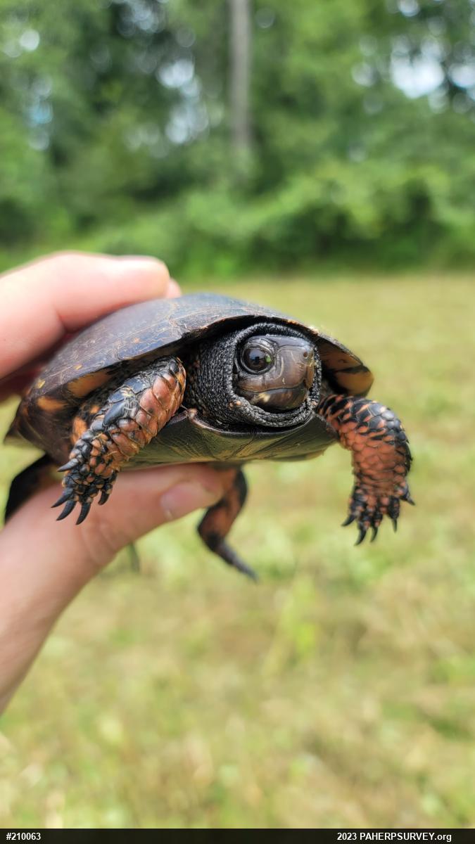 Spotted Turtle