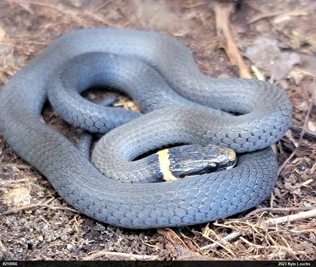 Northern Ring-necked Snake