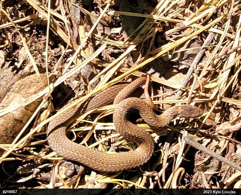 Red-bellied Snake