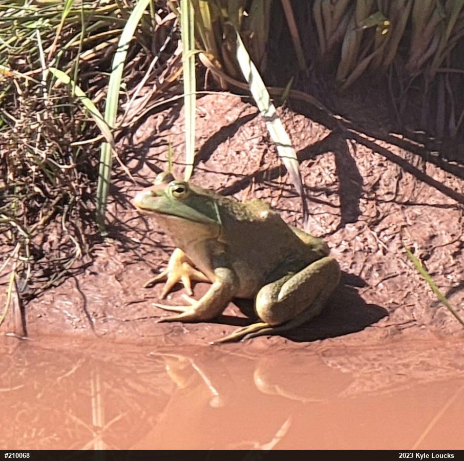 American Bullfrog