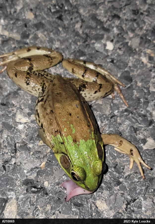 Green Frog