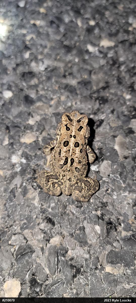 Eastern American Toad