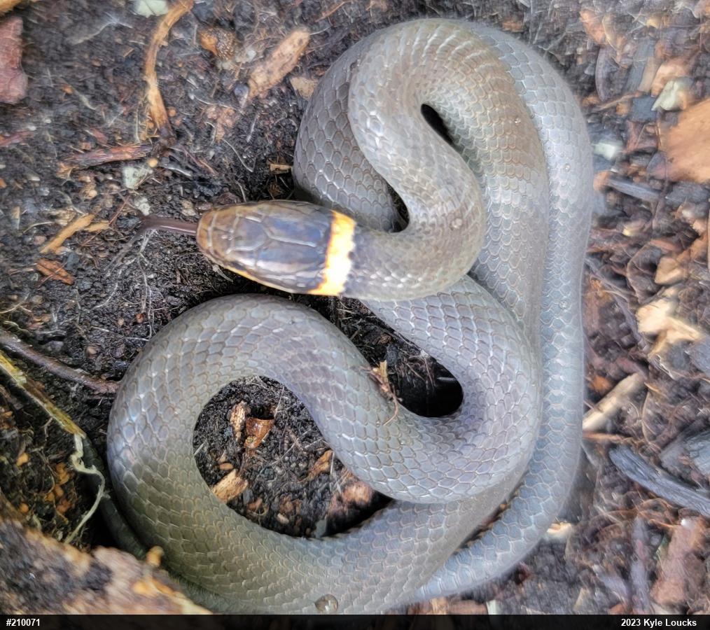 Northern Ring-necked Snake