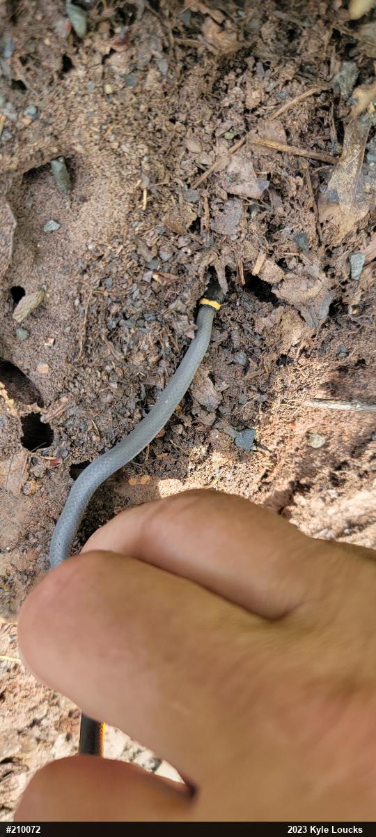 Northern Ring-necked Snake