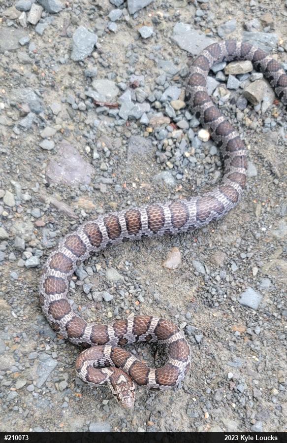 Eastern Milksnake