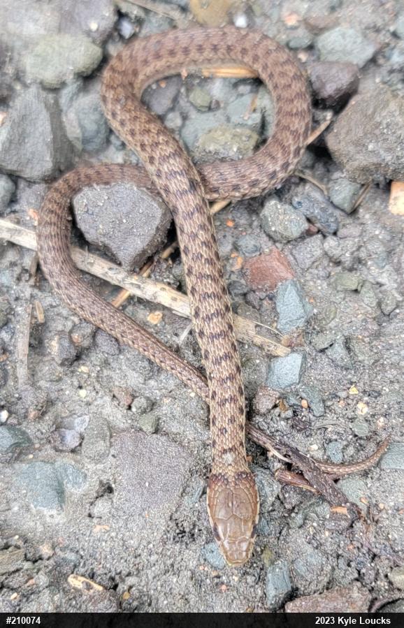 Eastern Gartersnake
