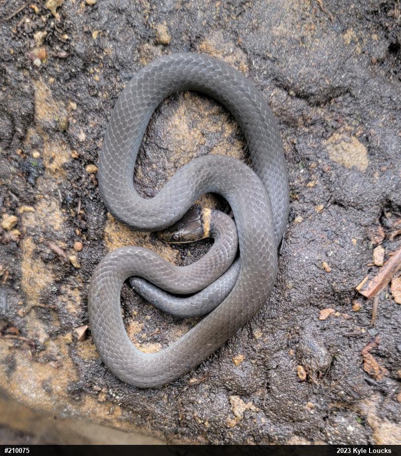 Northern Ring-necked Snake