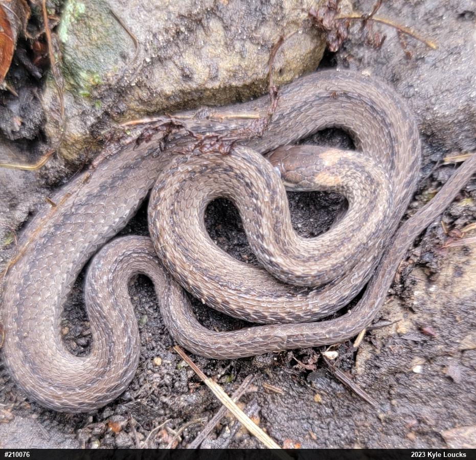 Red-bellied Snake