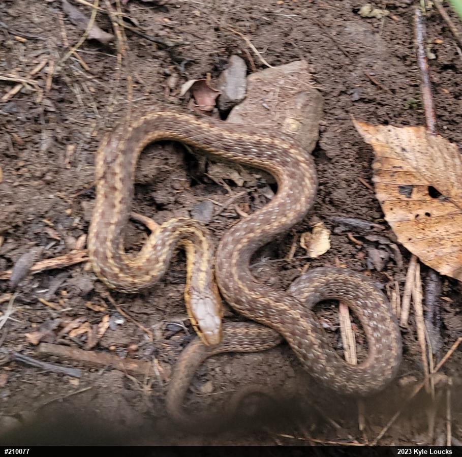 Eastern Gartersnake