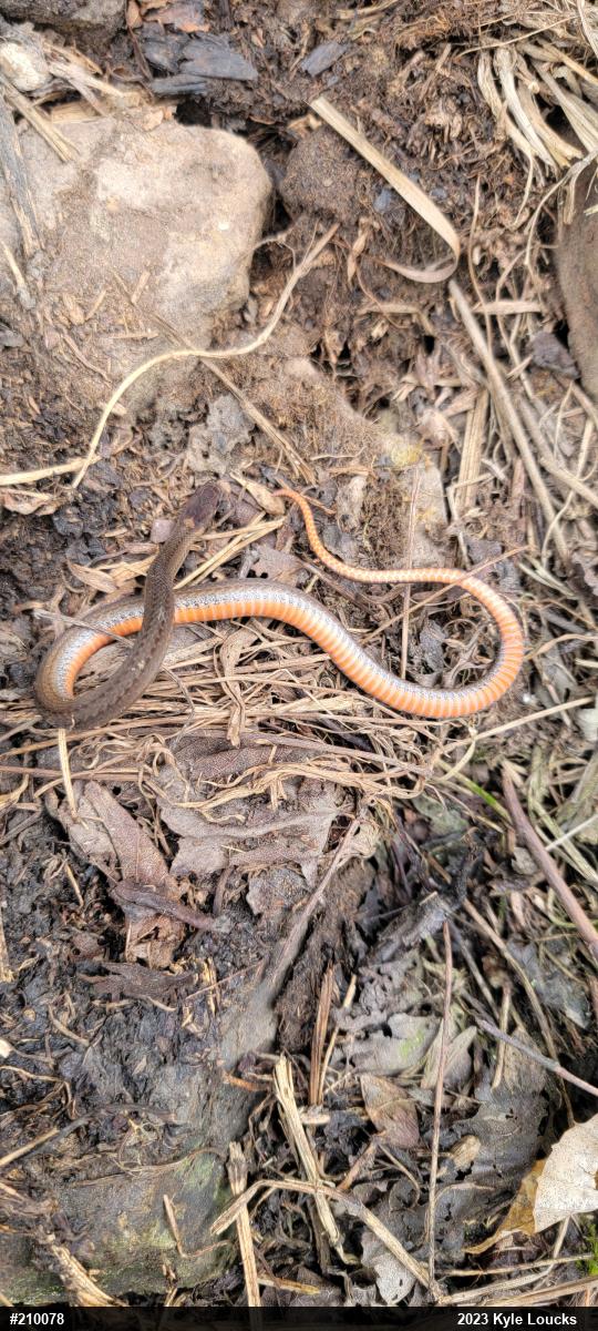 Red-bellied Snake
