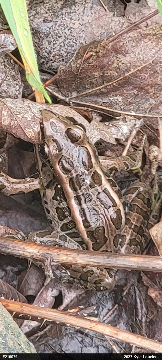 Pickerel Frog