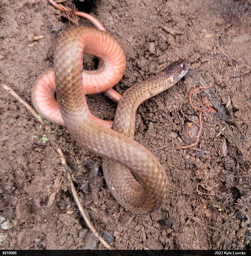Red-bellied Snake