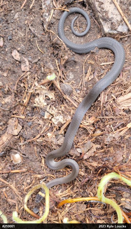 Northern Ring-necked Snake
