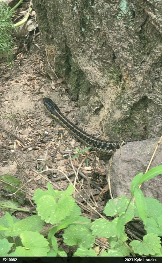 Eastern Gartersnake