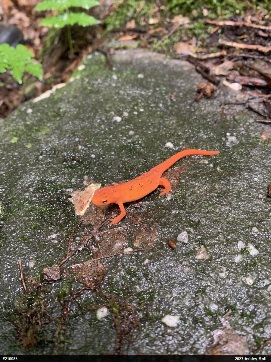 Red-spotted Newt