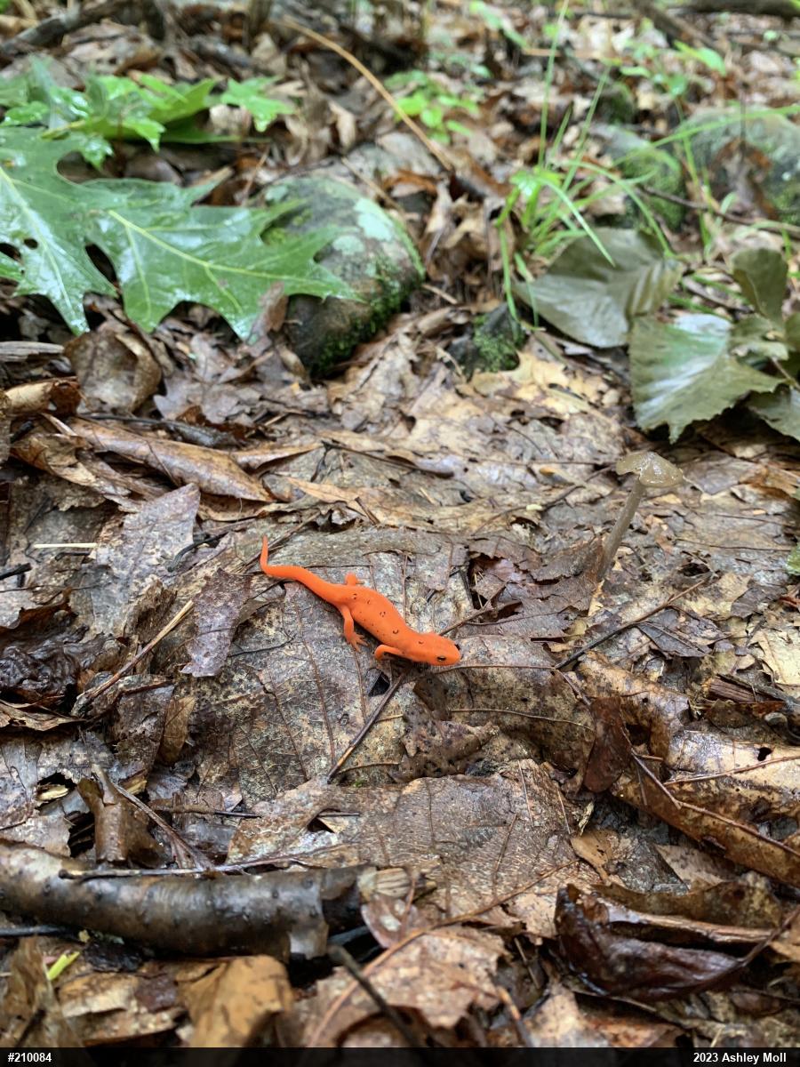 Red-spotted Newt