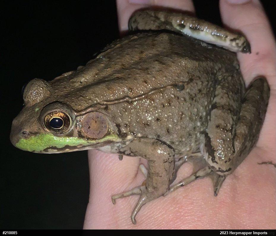 Green Frog
